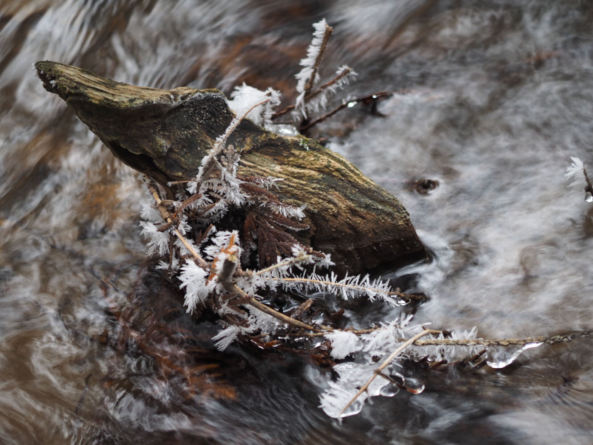 Stump in frozen stream