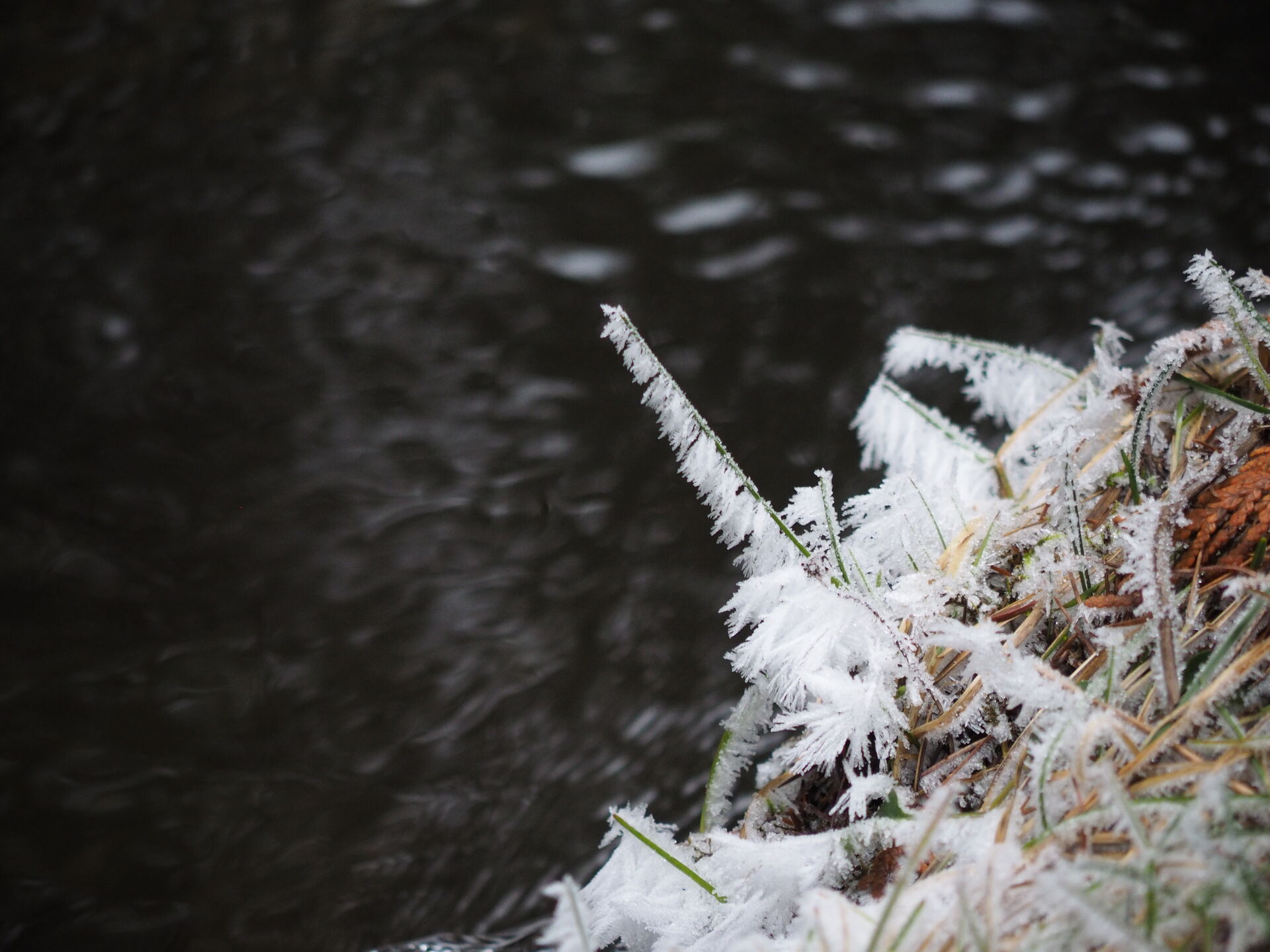 Frozen grass