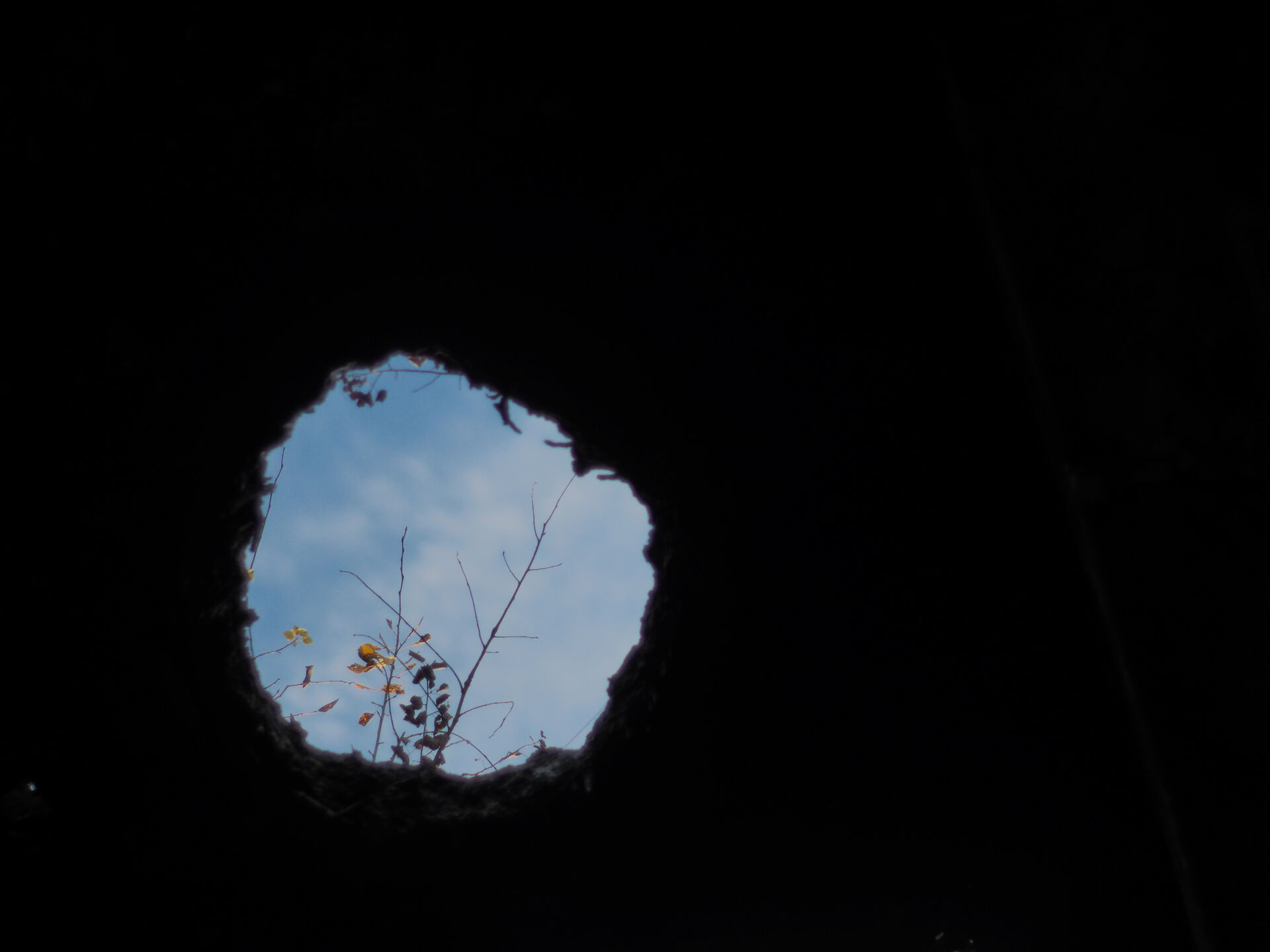 Hole in ceiling with tip of tree